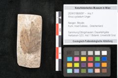 Foto (Objekt + Etikett) von Alnus cyoladum Unger (NHMW-GEO-2024-0188-8097)